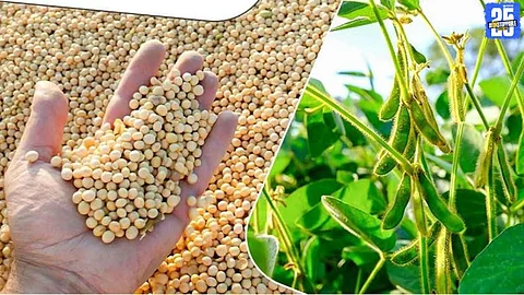 Soybean Crisis