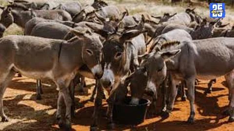 Donkeys stolen from Sangli, suspected smuggling network under police radar.