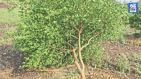 Crop Damage