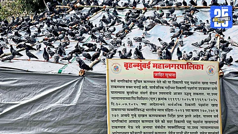 Dadar Kabutar Khana News