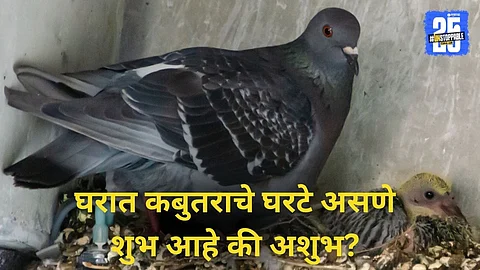 is a pigeon nest in house lucky or unlucky