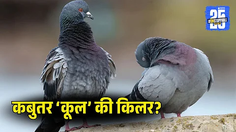Medical warning about pigeon-related lung disease