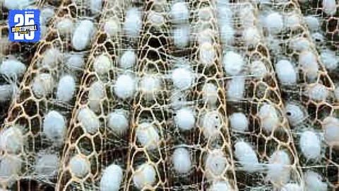 Baramati Cocoon Market