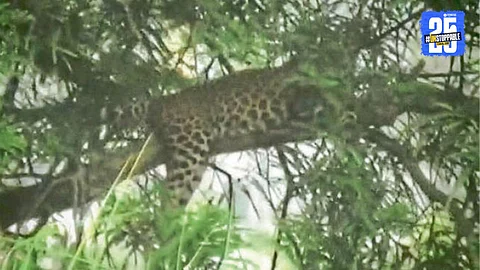Forest department helpline for leopard sightings in Pune