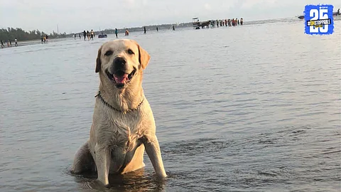 Simba The Dog