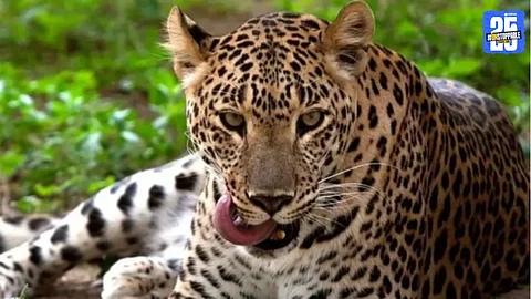 Leopard Attack
