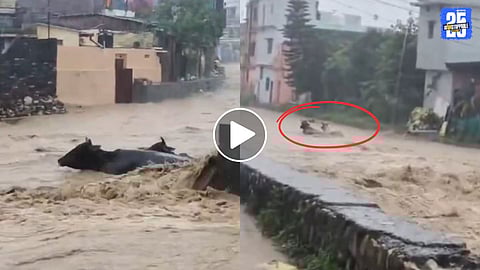 Video Uttarakhand Flood Cows, Buffaloes, animals Swept Away