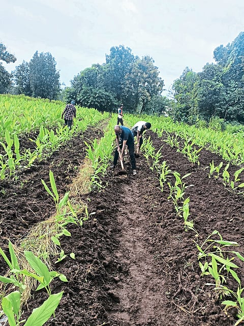 सेवानिवृत्त वाहकाचा हळद लागवडीकडे कल