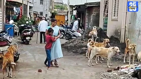 "Citizens of Karad’s expanded areas express fear after a rise in stray dog attacks."