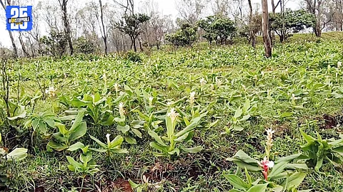 "Bhilar Plateau’s wildflower bloom paints the landscape in vibrant colors this monsoon