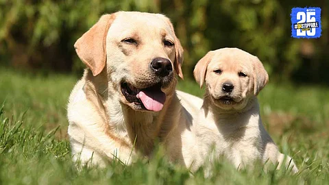 dog viral video