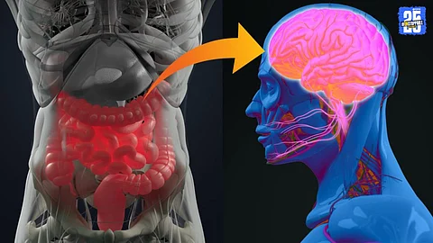 Gut's Sixth Sense Discovery Reveals New Insights into Appetite Control Duke University