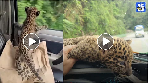Shimla Local Rescues Lost Leopard Cub Car Ride Video Viral