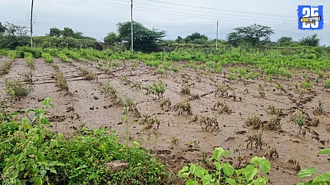 “Heavy rains in Hingangav damaged tur and cotton crops; farmers demand urgent compensation from government.”