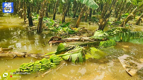 Mangalwedha Farmers Face Huge Losses as Flood Submerges Fields