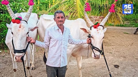 Akolekati’s fields: where bullocks once ruled, tractors now dominate the farming landscape.