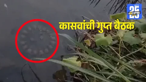 A group of turtles sits underwater in a circular formation, resembling a secret meeting. This viral turtle video highlights the mystery of nature
