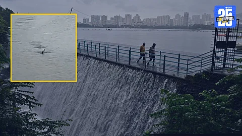 Video: थरारक! पवई तलावामध्ये मगरीने कबुतराला गिळले; सोशल मीडियात व्हिडीओ व्हायरल