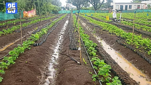 Heavy rains wreak havoc in Satara; Kharif crops on 100 hectares destroyed, leaving farmers in despair.