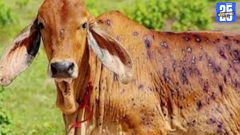 Lumpy Skin Disease