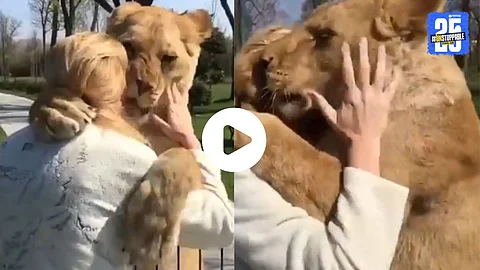 Two lions lovingly hug the woman who rescued them years ago, showcasing a heartwarming bond between humans and animals.