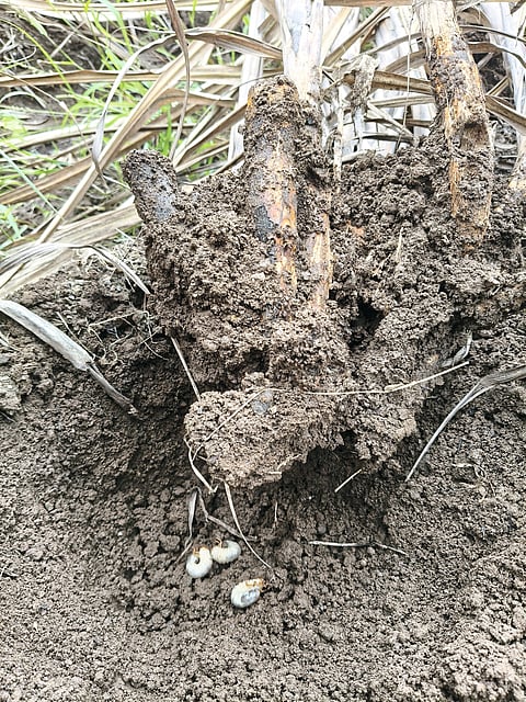 जुन्नरच्या पूर्व भागात
हुमणी अळीचा प्रादुर्भाव