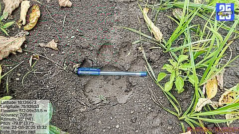 Tiger terror in Vairag: Bullock killed in third consecutive day of attack; Forest officials appeal for villagers’ vigilance.