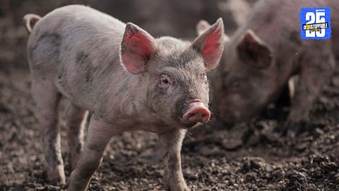 Pig: जगभरात सर्वाधिक वराह कोणत्या देशात आहेत? भारतातले कोणते राज्य आहे आघाडीवर?