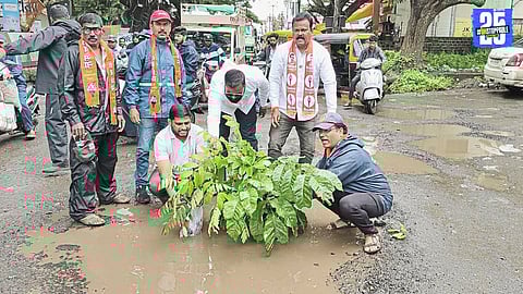 Shiv Sena workers planting trees in Satara potholes to protest rising accidents.