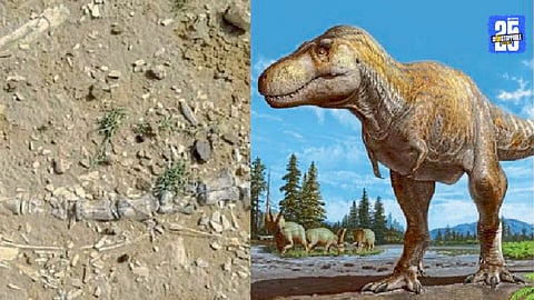 Dinosaur Fossil Discovery in Jaisalmer