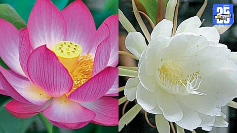 Brahmakamal