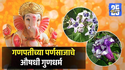 Ganpati Parnasaj Medicinal Benefits