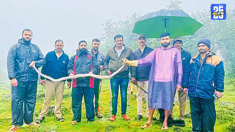 Forest Department and Sahyadri Protectors team rescuing a python spotted near Venna Lake.