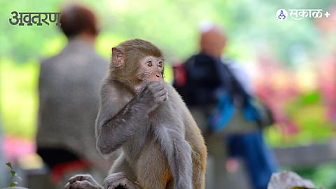 Human evolution and primates