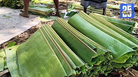 Banana leaves Demand increases