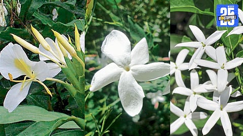"The Divine Fragrance of Jasmines: Symbol of Purity and Peace"