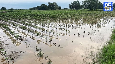 "Shevgaon taluka farmers face crop damage due to heavy rainfall.”