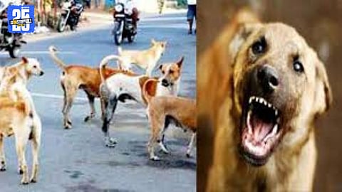 Miraj City: Two women injured in stray dog attack, admitted to government hospital.