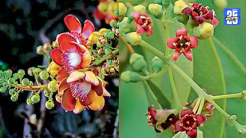 Spiritual significance of Kailaspati Nagalingam tree flowers