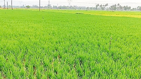 खरीप हंगामावर वरूणराजाची कृपादृष्टी