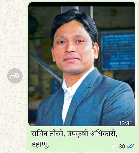 भातशेतीत बगळ्या रोगाचा प्रादुर्भाव