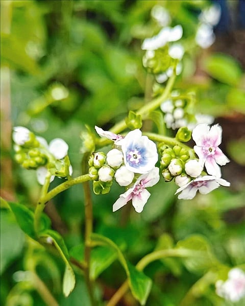 विविधरंगी फुले अन् वेलींचा अवतरला रायरेश्वर पठारावर स्वर्ग