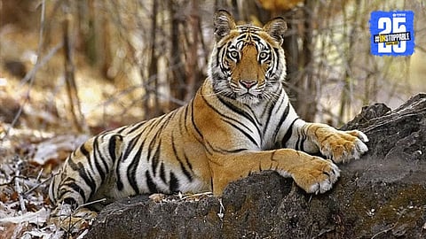 Tiger Reserves