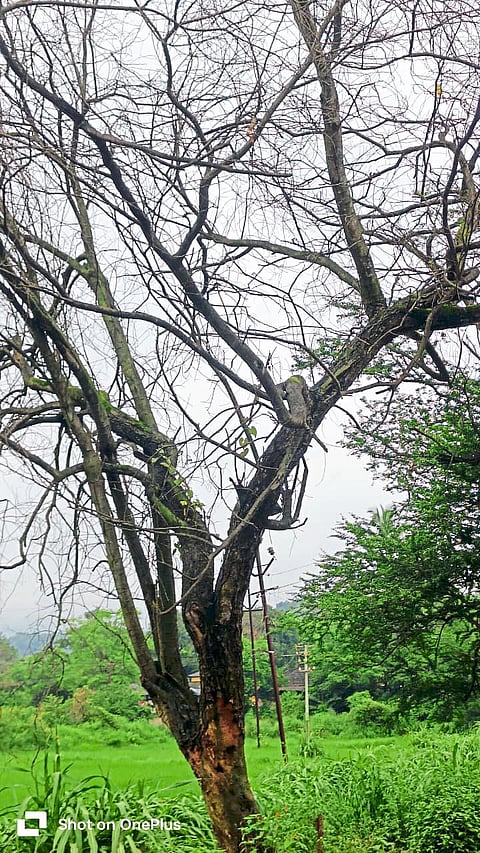 पक्ष्यांचा अधिवासावर घाला