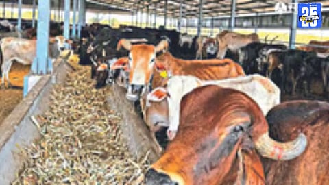 Sangamner tragedy: Two cows die of fodder poisoning, heavy loss for Lande family.