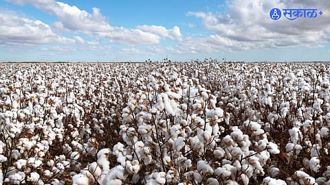 Cotton Import India