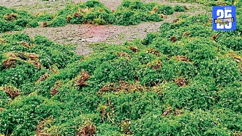 Narayangaon News