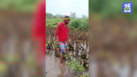 Crop Damage