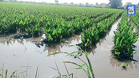 Turmeric Farmers