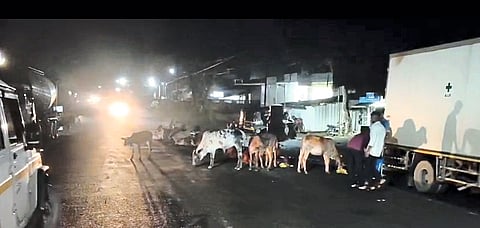 मोकाट गुरांचा त्रास कायम